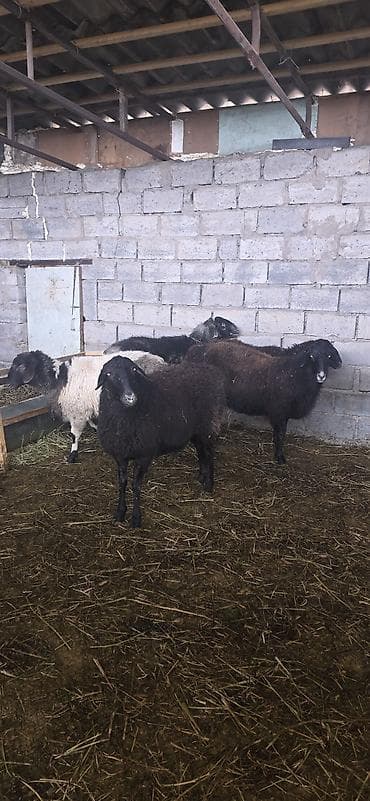 животные на продажу: Продаю | Овца (самка) — 2