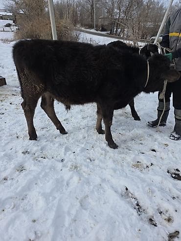 Продаю | Бык (самец) | На откорм at lalafo.kg Продаю | Бык (самец) | На откорм