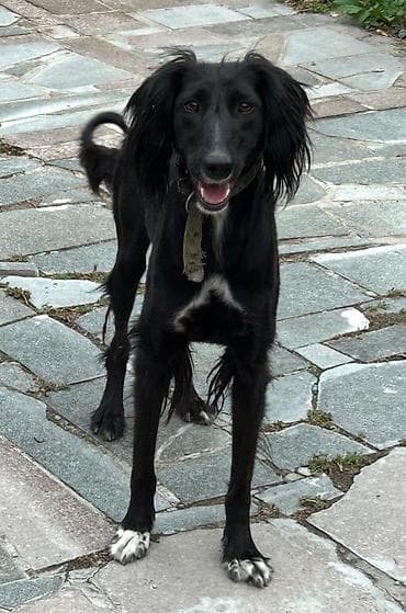 Услуги ветеринара: Порода: борзая, Тайган (тип салюки/другая восточная борзая). Окрас — 2