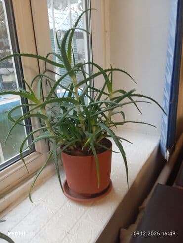 грунт для орхидей: Комнатные Алоэ и Денежное дерево в горшках и черенки: 1) Алоэ вера от — 5