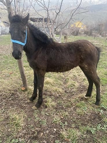 домашные животные: Продаю | Жеребенок | Конный спорт — 5