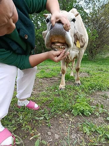 заменитель молока: Продаю | Корова (самка), Музоо, торпок | Алатауская | Для молока | После отела — 9