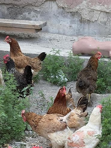 Животные: Продаю | Куры | Домашняя | Для разведения — 6