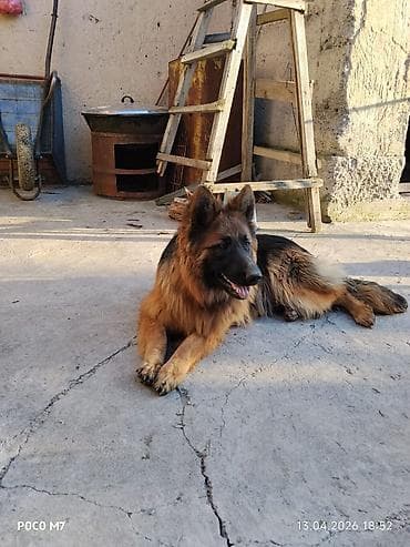 бетон жумуштары: Услуги пастушьей собаки для выпаса стада - Порода: немецкая овчарка — 7