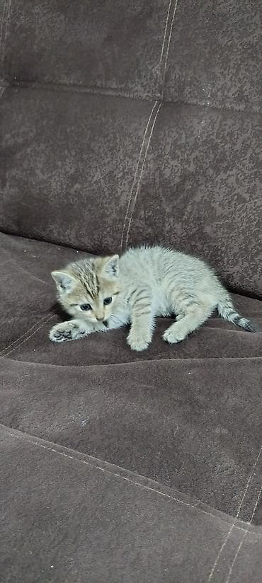 ласки: Британские котята, окрасы: сплошной голубой и тигровый табби. - — 8