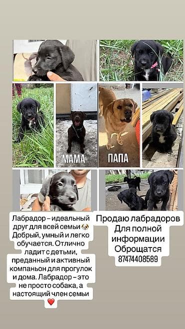 Лабрадор-ретривер, 2 месяца, Самец, С прививкой