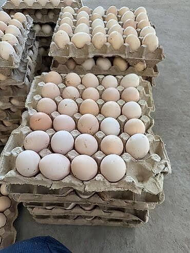 фарель ош: Куриные яйца в лотках Только оптом приглашаем для сотрудничества — 1