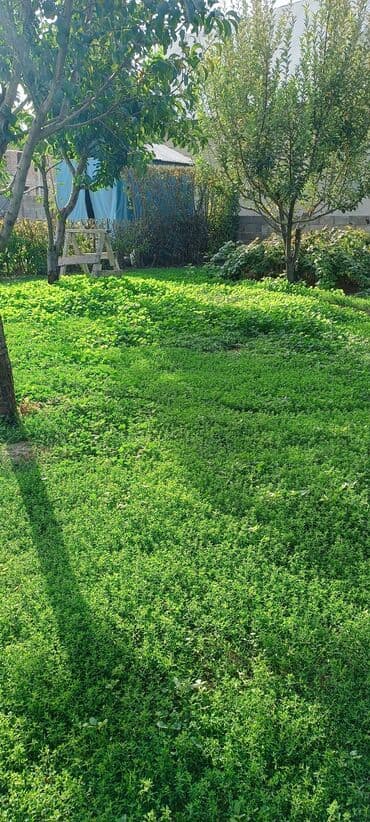 дом ак оргоо: Үй, 50 м², 2 бөлмө, Менчик ээси, Евро оңдоо — 3