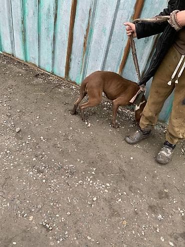 профессиональная дрессировка собак: Питомец: собака средних размеров, короткошёрстная. Окрас: однотонный — 4