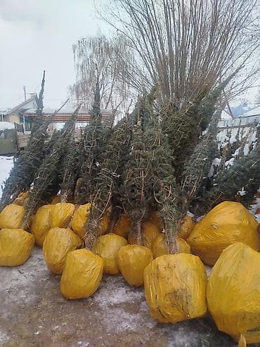 ресторация одежды: Саженцы деревьев: Ели — 10