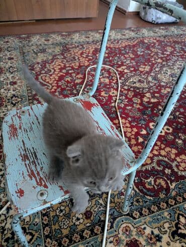 сколько стоит французский бульдог: Скотиш Фолд (Шотландская вислоухая), 1 месяц, Мальчик, Серый, Приучена к лотку — 8