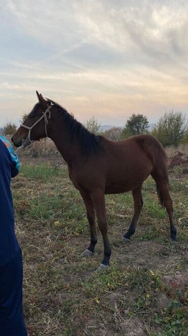 куда можно отдать собаку в бишкеке: Продаю | Жеребец | Полукровка | Конный спорт — 5
