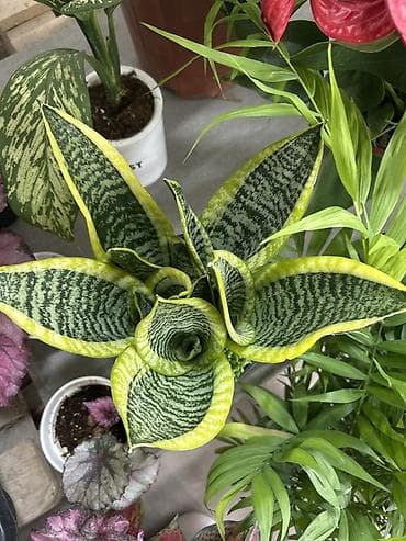 Сансевиерия карликовая (Sansevieria trifasciata ‘Hahnii’, «Щучий