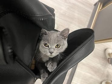 кошка сокулук: Британ кыска жүндүү, 3 жаш, Ургаачы, Көгүлтүр — 2