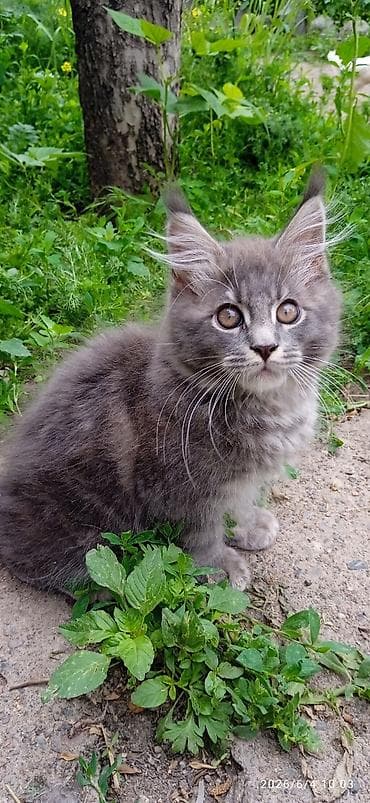 котят бесплатно: Мейн-кун, 3 месяца, Мальчик, Приучена к лотку, Проглистована — 8