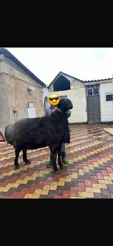 Продаю | Баран (самец) | Арашан | Для разведения | Племенные, Осеменитель