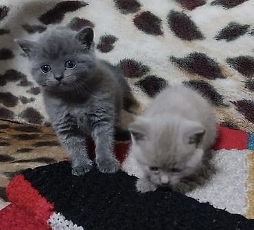 сколько стоит породистая кошка: Плюшевые медвежата: шотландско-британское очарование! Продаются — 4