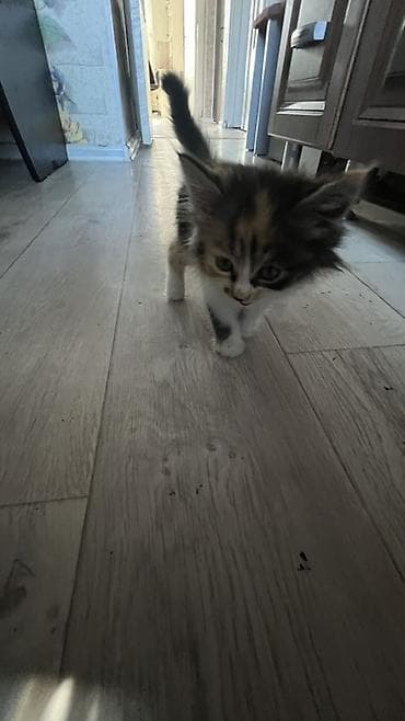 мейкун кошка: Кошка даром: Мейн-кун, 1 год, Девочка — 1