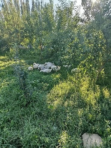 рыбы купить в аквариум: 3 айлык каздар сатылат/ Продаются 3ти месячные гуси — 4