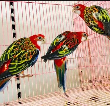 Грызуны: Красные и рубиновые разеллы а так же есть Волнистые, Кореллы, Ожирелые — 3