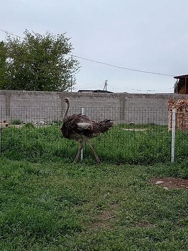 инкубационный яйцо бройлера: Страус африканский (хамара) для разведения/декоративного содержания — 2