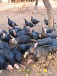 продажа щенков немецкой овчарки с документами в бишкеке: Кара ханзаада уроонго эт багытында — 4