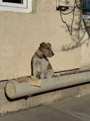 мини шпиц цена: Порода: жесткошёрстный фокстерьер (классический окрас — белый с — 2