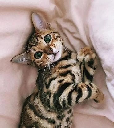 Кошки: Бенгальская, 2 месяца, Девочка, Проглистована — 1