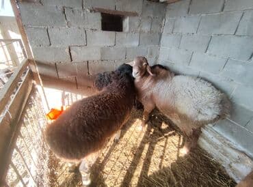 услуги нарколога на дому цена бишкек: Срочна сатылатт — 1