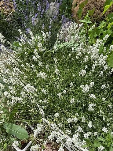ваза для цветы: Белая и Сиреневая лаванда (Lavandula angustifolia, сорт с белыми — 1