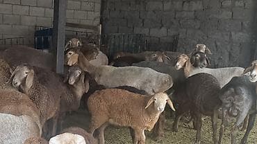 шатланский кошка: Продаю | Ягненок, Баран (самец) | Арашан | Для разведения — 2