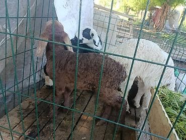 корейские куры: Продаю | Ягненок | Для разведения — 6