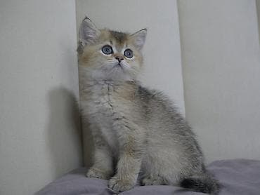 сколько стоит персидская кошка: Скотиш Страйт (Шотландская прямоухая), 2 месяца, Девочка, Золотая шиншилла — 10