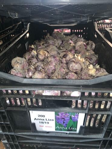 тюльпан оптом бишкек: Принимаем заказы на луковицу тюльпана, гиацинта, крокуса — 14