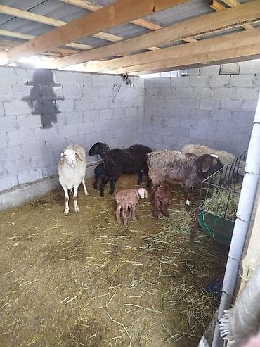 Продаю | Баран (самец)