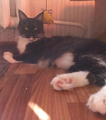 кошка серый: Спешите забронировать крупных котят породы мейн-кун от красивой пары — 9