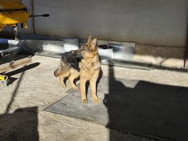 мал айдана ит керек: Немецкая овчарка (щенок/подросток) Описание: - Окрас: классический — 10