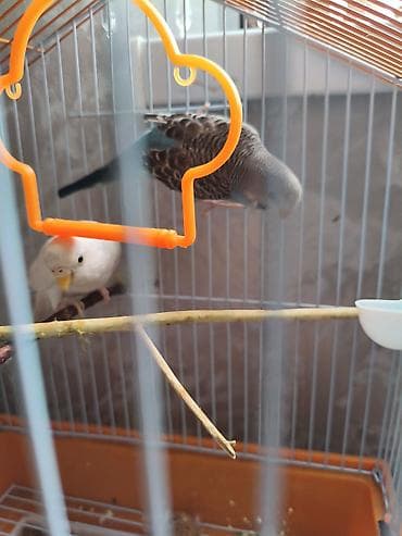 ящик бишкек: Клетка для волнистых попугаев с комплектом аксессуаров. Описание: - — 3