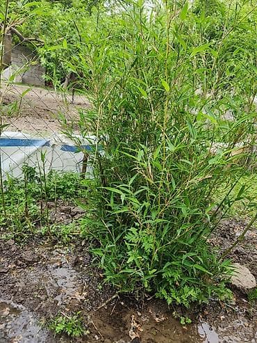 комнатный цветок жасмин: Бамбук садовый (кустовой тип) - Декоративный многолетник с — 4