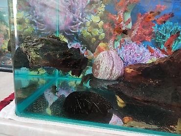 Аквариумы: Продаю аквариум с рыбками и всеми комплектом — 2