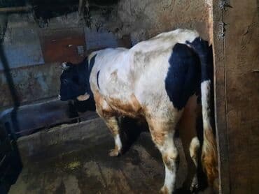 крематорий для животных: Продаю | Бык (самец) | Для разведения | Племенные — 3