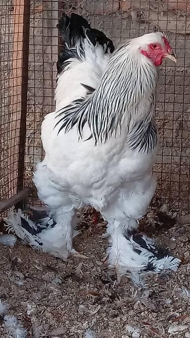 уй сан: Продаю | Петух | Брама | Для разведения — 5