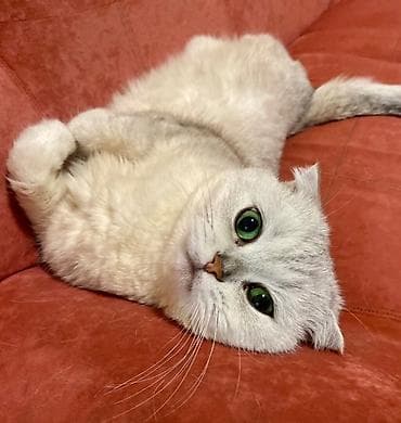 кошка парода: Скотиш Фолд (Шотландская вислоухая), 10 месяцев, Девочка, Серебристая шиншилла, Приучена к лотку — 2