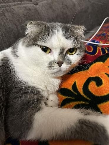 Скотиш Фолд (Шотландская вислоухая), 1 год, Девочка, Серый, Кастрирована, Приучена к лотку, Проглистована