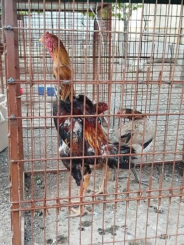 срочна алмашам: Продаю | Куры — 2