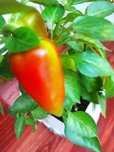 Калемпир: Рассада сладкого перца (европейский сорт). Здесь больше 50 штук. Всего — 1