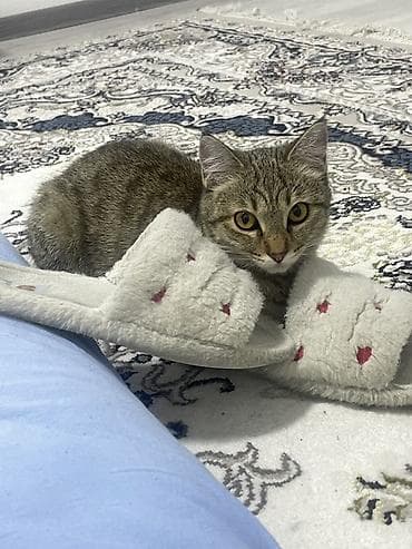 кошка пушистая: Кошка даром: Беспородная, 1 год, Девочка, Приучена к лотку, Проглистована, С прививками — 1