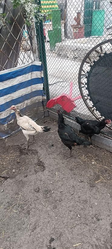 цыплята суточные цена: Продаю курей Бойцовые. цена 3000 сом за одну — 1