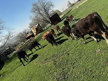 коза молочная: Продаю | Бык (самец) | Швицкая | На откорм | Племенные — 4