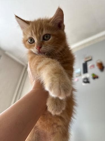 манчкин коты: Кошка даром: Беспородная, 2 месяца, Мальчик, Приучена к лотку — 4